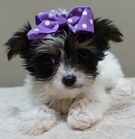 TEACUP Claire 1.2 lbs , a female Yorkshire Terrier for sale in Colcord, OK – 1 of 10