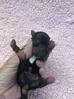Ziggy 5 3/8 ounces, a male Yorkshire Terrier for sale in Colcord, OK – 8 of 10