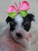 Kiva 14 ounces, a female Yorkshire Terrier for sale in Colcord, OK – 3 of 10