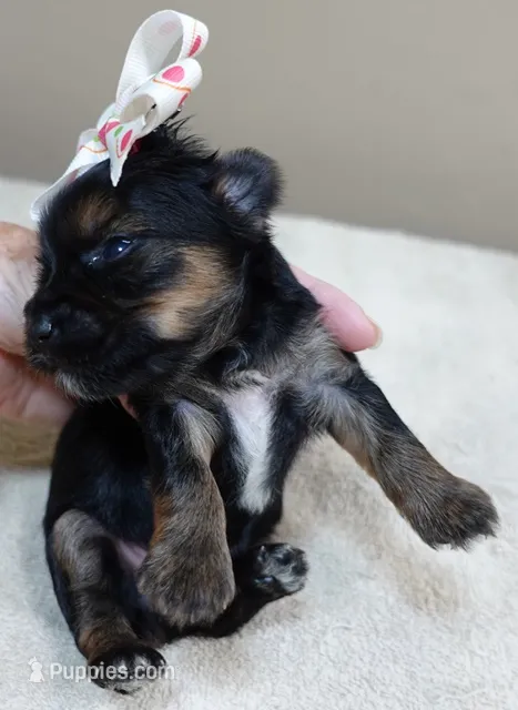 Molly 9 ounces  – Yorkshire Terrier puppy for sale in Colcord, OK