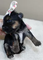 Molly 9 ounces pending, a female Yorkshire Terrier for sale in Colcord, OK – 1 of 6
