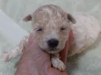 Clover 13 ounces, a female Maltipoo for sale in Colcord, OK – 7 of 10