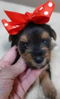 Ziggy 1 lb 5 ounces, a male Yorkshire Terrier for sale in Colcord, OK – 8 of 10