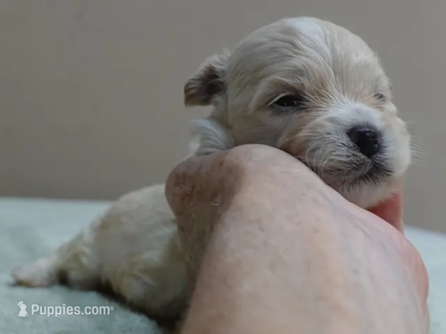 Poppy 13 ounces – Maltipoo puppy for sale in Colcord, OK