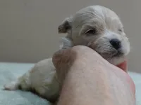 Poppy 13 ounces, a female Maltipoo for sale in Colcord, OK – 1 of 10