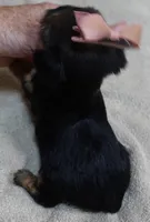 Teacup Bailey 12 ounces, a female Yorkshire Terrier for sale in Colcord, OK – 9 of 10