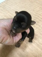 Oakley, a male Yorkshire Terrier for sale in Colcord, OK – 3 of 9
