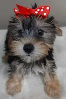 Ziggy door potty trained, a male Yorkshire Terrier for sale in Colcord, OK – 4 of 10