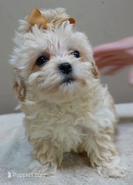 Myles special needs – Maltipoo puppy for sale in Colcord, OK