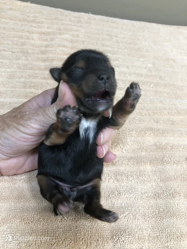 Peyton – Yorkshire Terrier puppy for sale in Colcord, OK