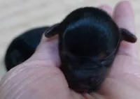 Teacup Bailey 3 3/4 ounces, a female Yorkshire Terrier for sale in Colcord, OK – 2 of 8