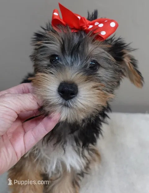 Ziggy steal of a deal – Yorkshire Terrier puppy for sale in Colcord, OK