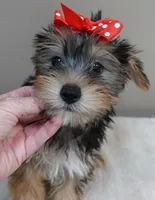 Ziggy door potty trained, a male Yorkshire Terrier for sale in Colcord, OK – 1 of 10