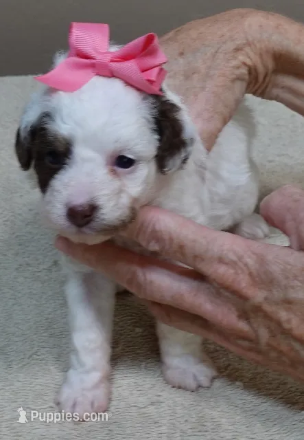 Maggie mae – Poodle - Toy  puppy for sale in Colcord, OK