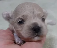 Brynn 12 ounces, a female Maltipoo for sale in Colcord, OK – 3 of 10