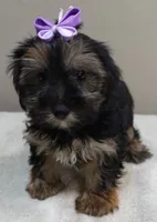 2nd chance door trained , a female Yorkshire Terrier for sale in Colcord, OK – 5 of 10