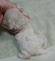 Aggie 10 ounces , a female Maltipoo for sale in Colcord, OK – 9 of 10