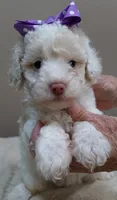Lemon chiffon Effie LAST ONE, a female Poodle - Toy  for sale in Colcord, OK – 2 of 10