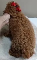 Deep Red, a male Poodle - Toy  for sale in Colcord, OK – 9 of 10