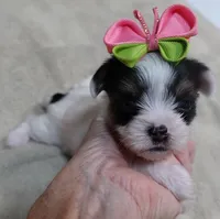 Kiva 14 ounces, a female Yorkshire Terrier for sale in Colcord, OK – 5 of 10