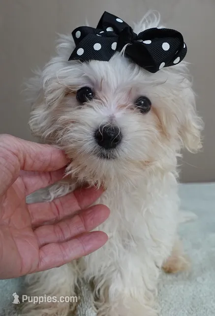 Zuko 1 lb 4 ozs – Maltipoo puppy for sale in Colcord, OK