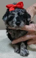 Mirlo rare blue merle, a male Poodle - Toy  for sale in Colcord, OK – 9 of 10