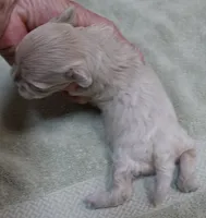 Brynn 12 ounces, a female Maltipoo for sale in Colcord, OK – 7 of 10