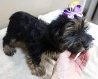2nd chance door trained , a female Yorkshire Terrier for sale in Colcord, OK – 7 of 10