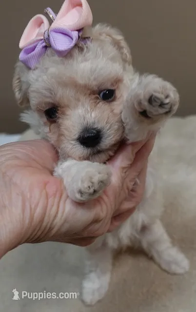 Brookie – Maltipoo puppy for sale in Colcord, OK