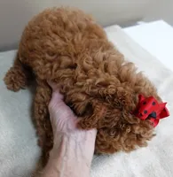 Deep Red, a male Poodle - Toy  for sale in Colcord, OK – 4 of 10