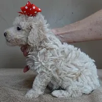 Male sale 3, a male Poodle - Toy  for sale in Colcord, OK – Photo 4 of 10