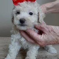Male sale 3, a male Poodle - Toy  for sale in Colcord, OK – Photo 7 of 10