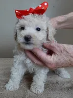 Regal Ramses, a male Poodle - Toy  for sale in Colcord, OK – Photo 7 of 10