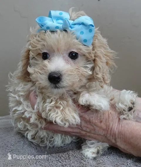 Male sale 3 – Poodle - Toy  puppy for sale in Colcord, OK