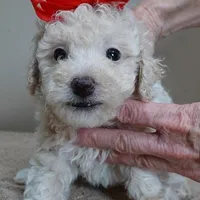 Male sale 3, a male Poodle - Toy  for sale in Colcord, OK – Photo 2 of 10
