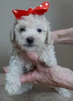 Regal Ramses, a male Poodle - Toy  for sale in Colcord, OK – Photo 8 of 10