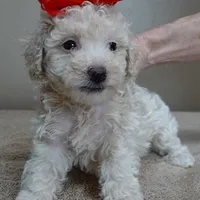 Male sale 3, a male Poodle - Toy  for sale in Colcord, OK – Photo 9 of 10