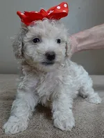 Regal Ramses, a male Poodle - Toy  for sale in Colcord, OK – Photo 9 of 10