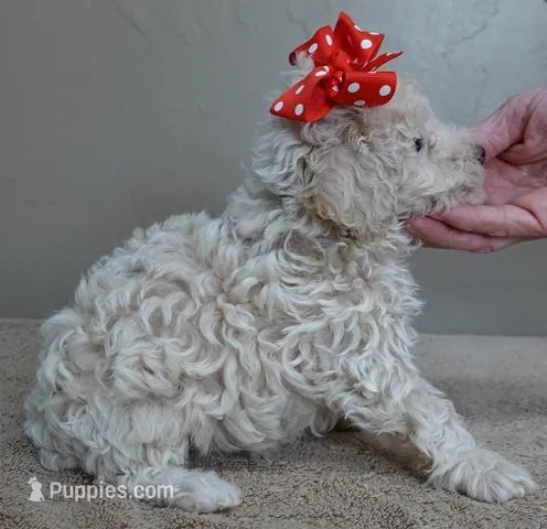 Regal Ramses 2 lbs 1 oz