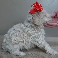 Male sale 3, a male Poodle - Toy  for sale in Colcord, OK – Photo 1 of 10