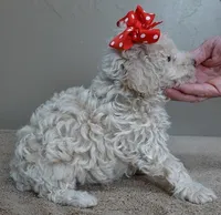 Regal Ramses, a male Poodle - Toy  for sale in Colcord, OK – Photo 6 of 10