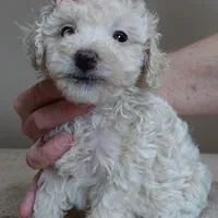 Male sale 3, a male Poodle - Toy  for sale in Colcord, OK – Photo 6 of 10