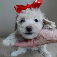 Male sale 3, a male Poodle - Toy  for sale in Colcord, OK – Photo 5 of 10