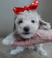Regal Ramses, a male Poodle - Toy  for sale in Colcord, OK – Photo 1 of 10