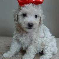 Male sale 3, a male Poodle - Toy  for sale in Colcord, OK – Photo 3 of 10