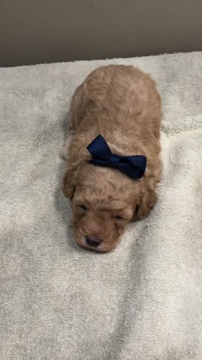 Loki dark red, a male Poodle - Toy  for sale in Colcord, OK – 10 of 10