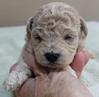 Fern , a female Maltipoo for sale in Colcord, OK – 7 of 10
