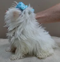 TEACUP Harlow , a male Maltese for sale in Colcord, OK – 4 of 10