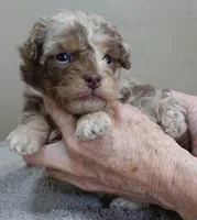 Chocolate merle , a male Poodle - Toy  for sale in Colcord, OK – Photo 6 of 10