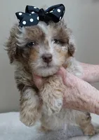 RAREST IN THE WORLD , a male Poodle - Toy  for sale in Colcord, OK – Photo 9 of 10